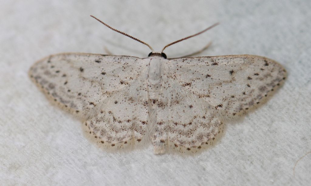 Idaea seriata